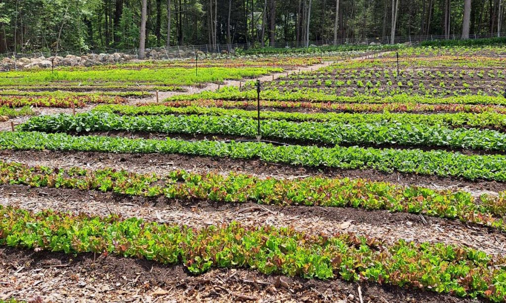 thyneighborsfarm WEB 1024x613