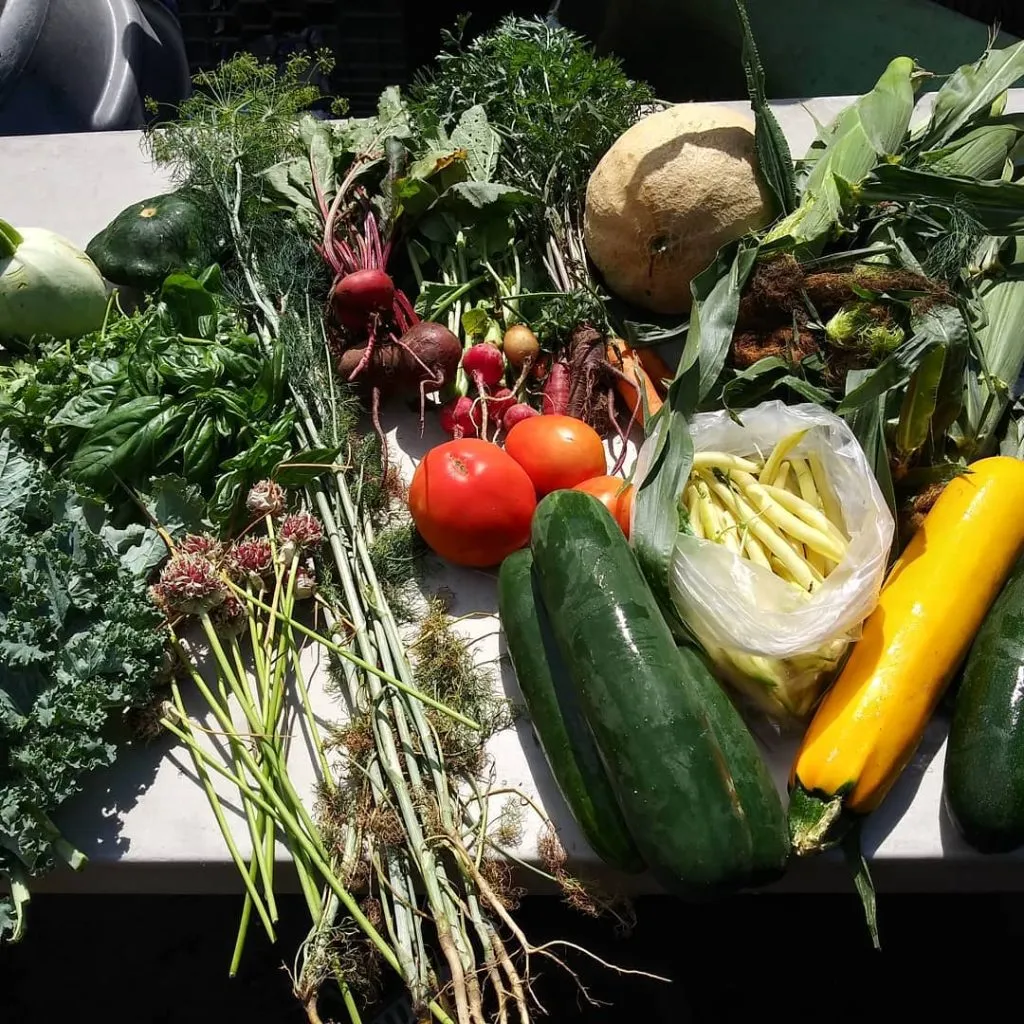 CSA share sample 1024x1024