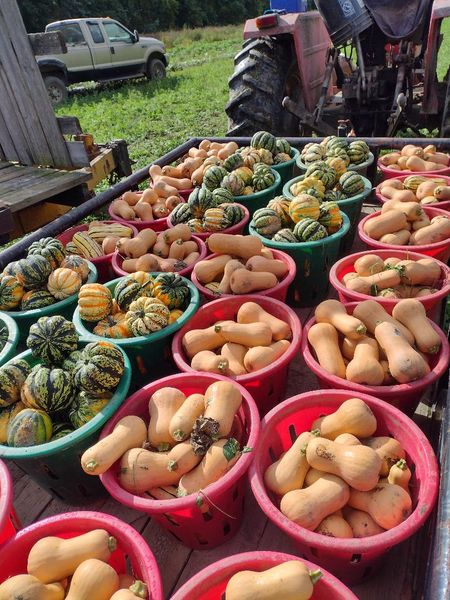 Wintersquash Harvest 2024 1