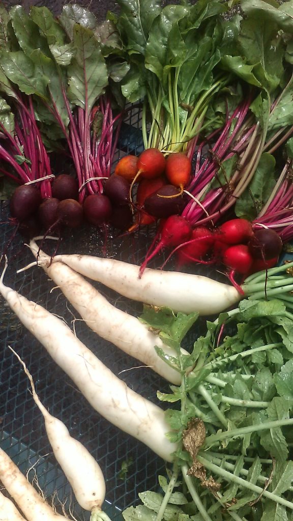 beets and daikon pic 576x1024