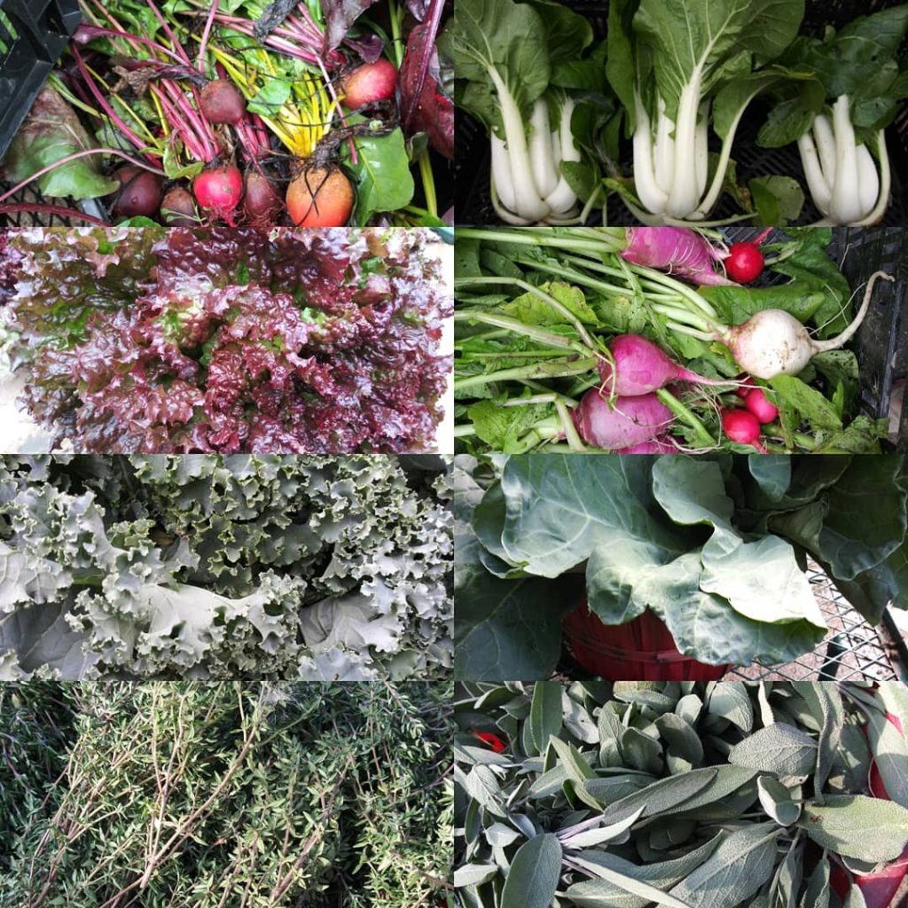 greens pic 1024x1024