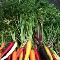 multi carrots pic