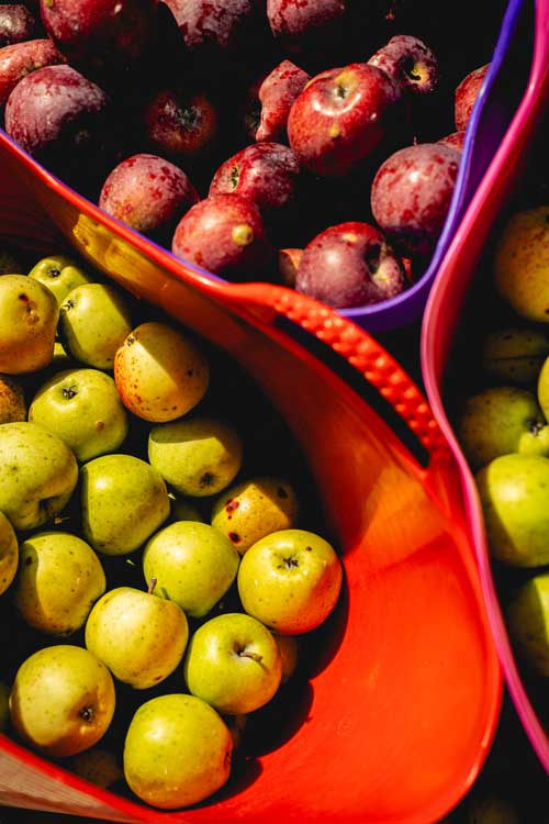 apples in buckets