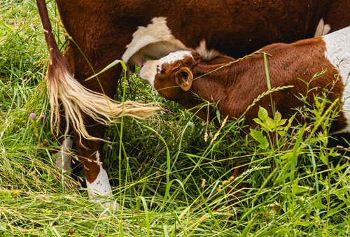 baby cow nurses mother