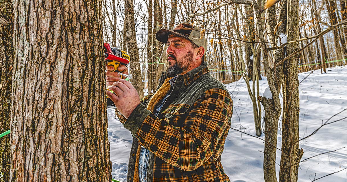 man tapping maple tree
