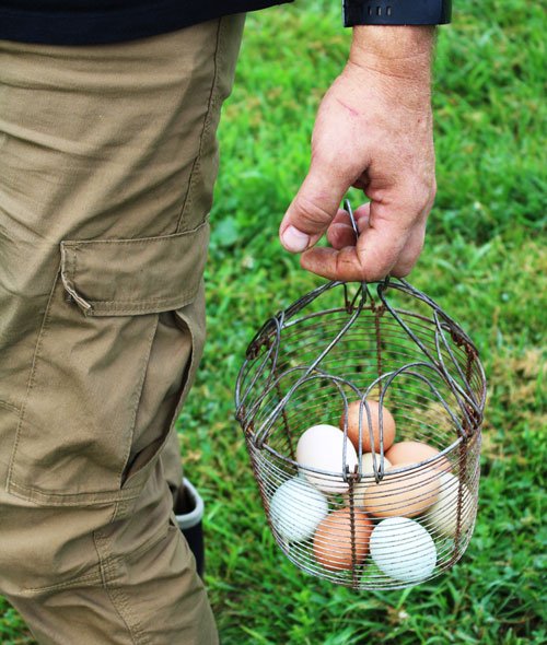 hand holding basket of eggs