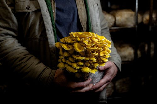 hand holding large mushroom