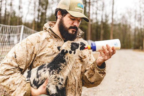 man feeding lamb
