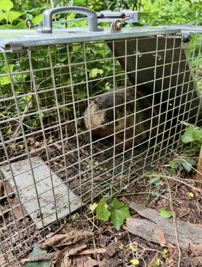 King Ground Hog